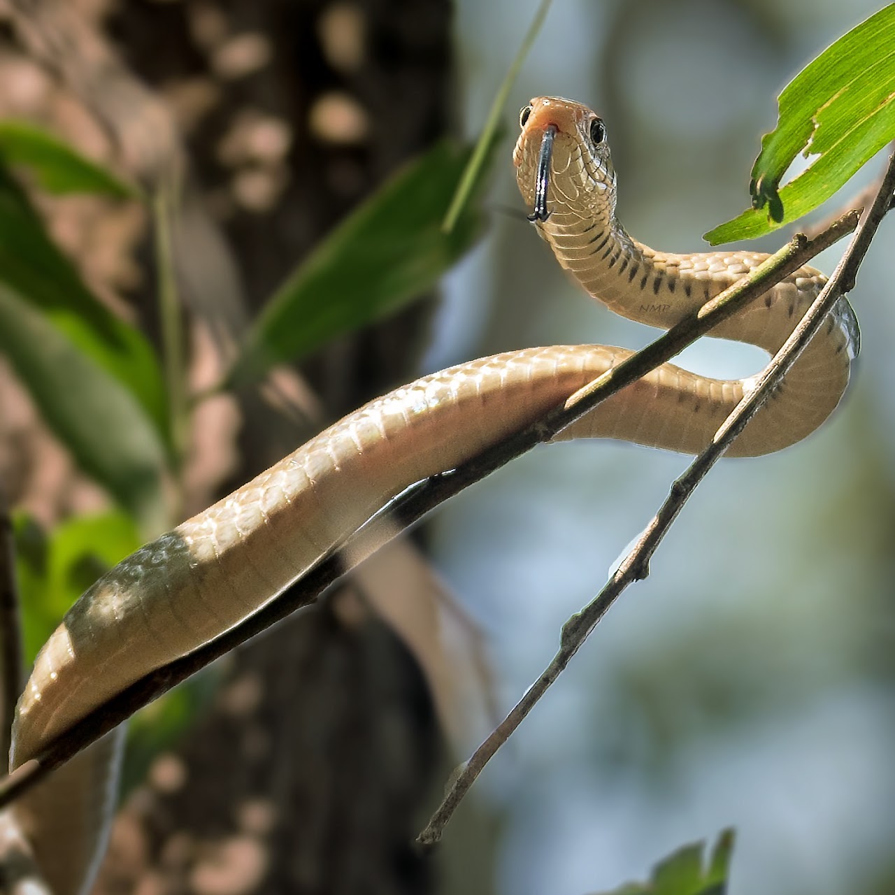 Bronzeback tree snake